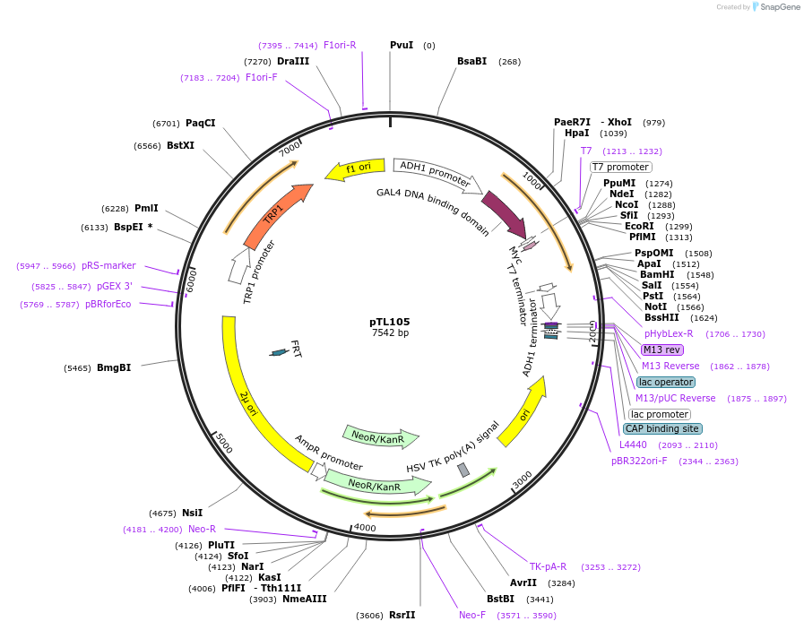 168339-plasmid-map-sequence-id-349029