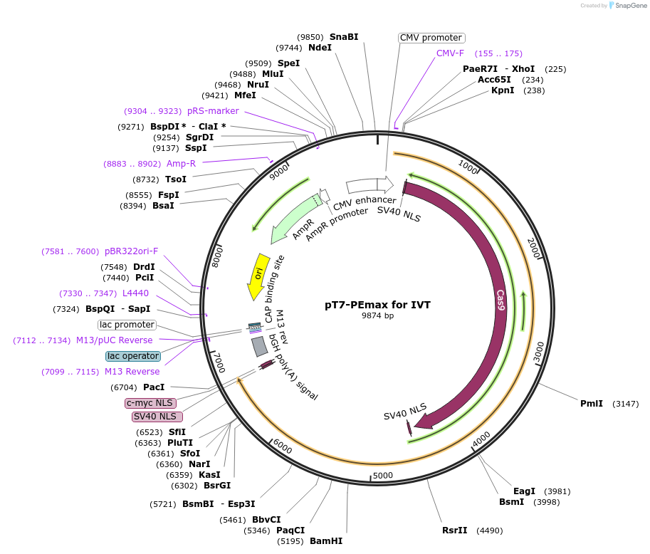 178113-plasmid-map-sequence-id-349065