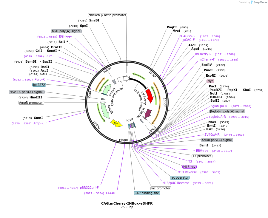 176202-plasmid-map-sequence-id-349066