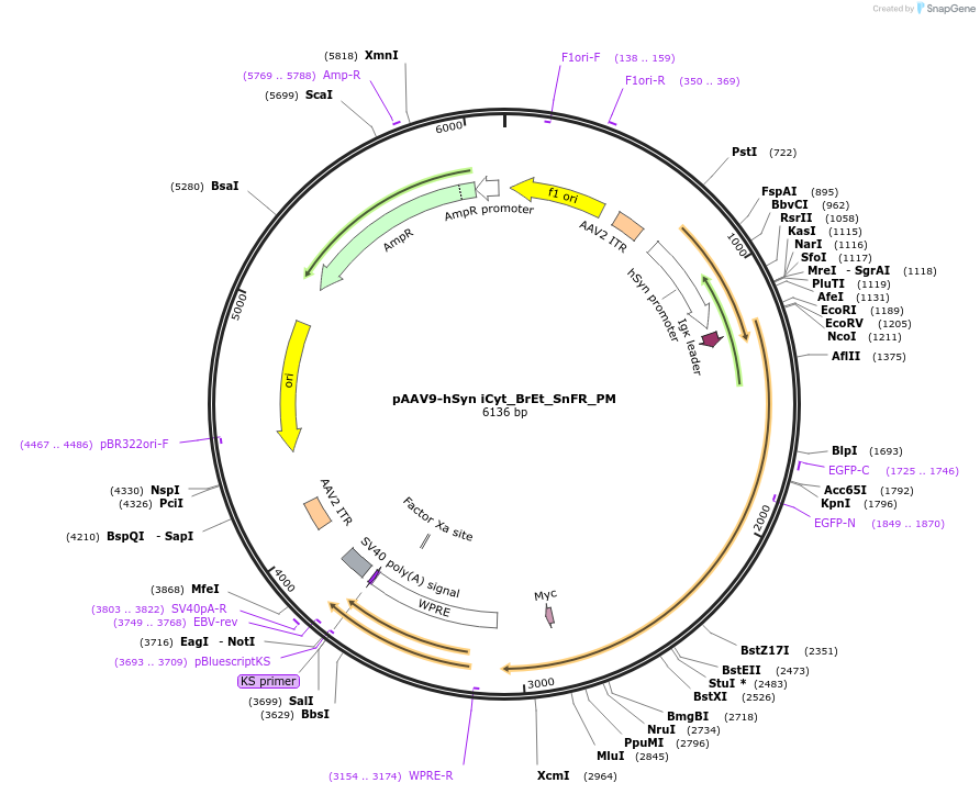 177757-plasmid-map-sequence-id-349070