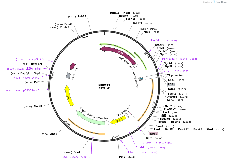 176801-plasmid-map-sequence-id-349075