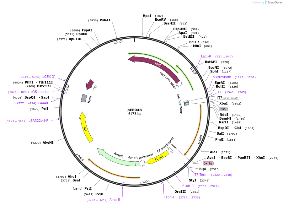 176805-plasmid-map-sequence-id-349076