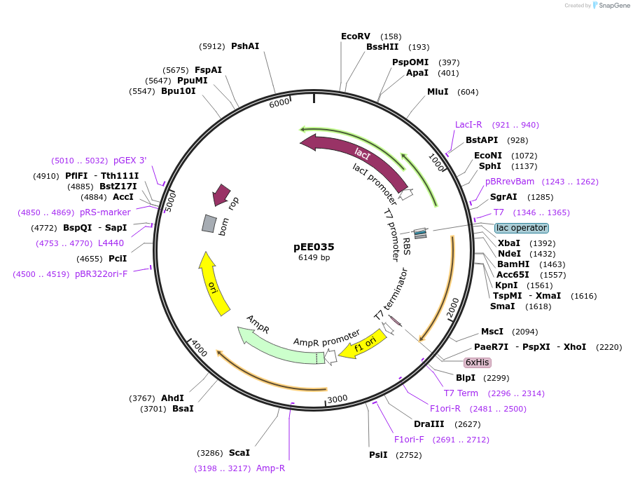 176792-plasmid-map-sequence-id-349077