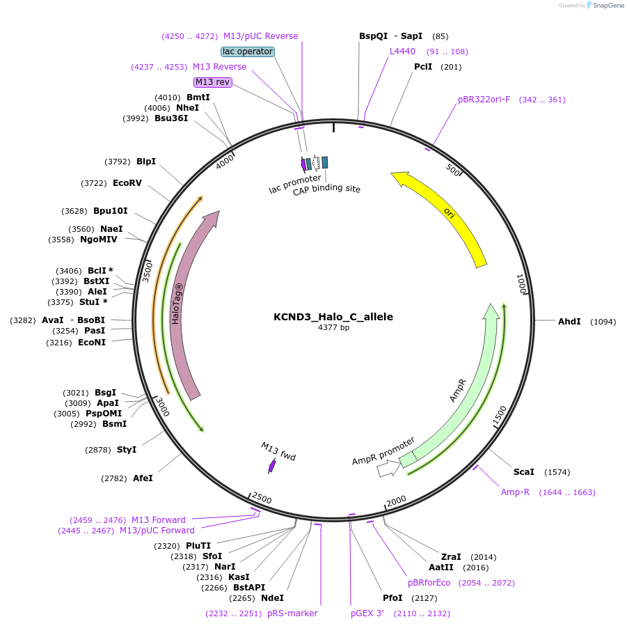 178162-plasmid-map-sequence-id-349081