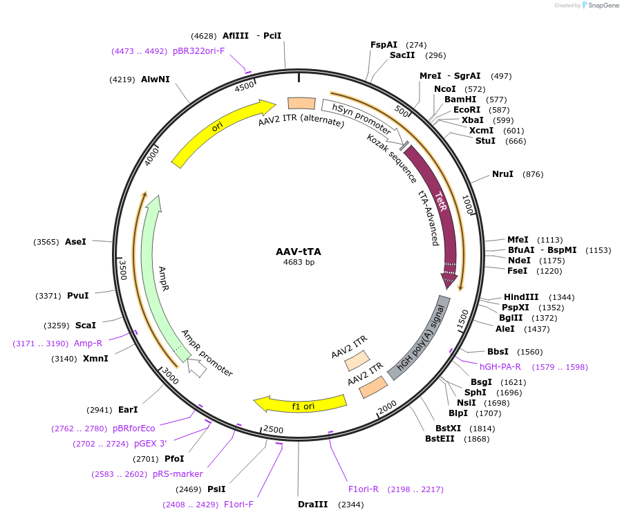 175280-plasmid-map-sequence-id-349089
