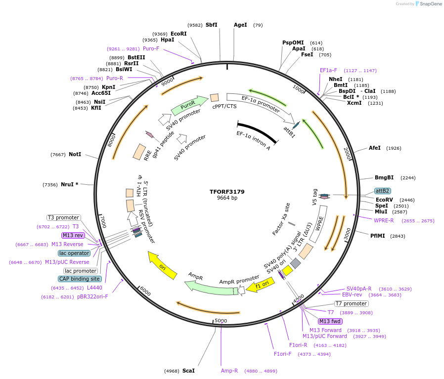 144655-plasmid-map-sequence-id-349105