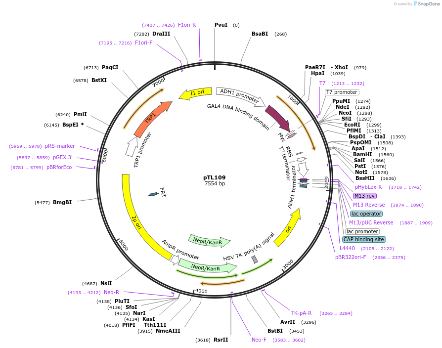 168343-plasmid-map-sequence-id-349184