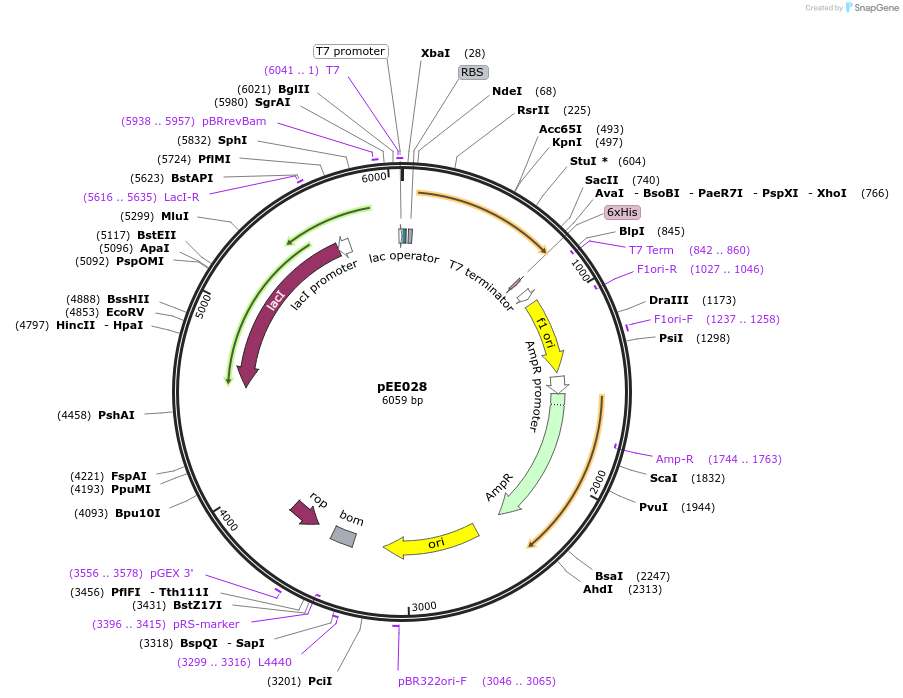 176785-plasmid-map-sequence-id-349193