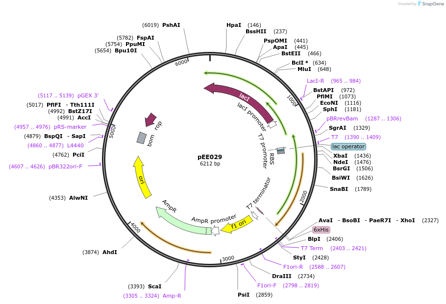 176786-plasmid-map-sequence-id-349199
