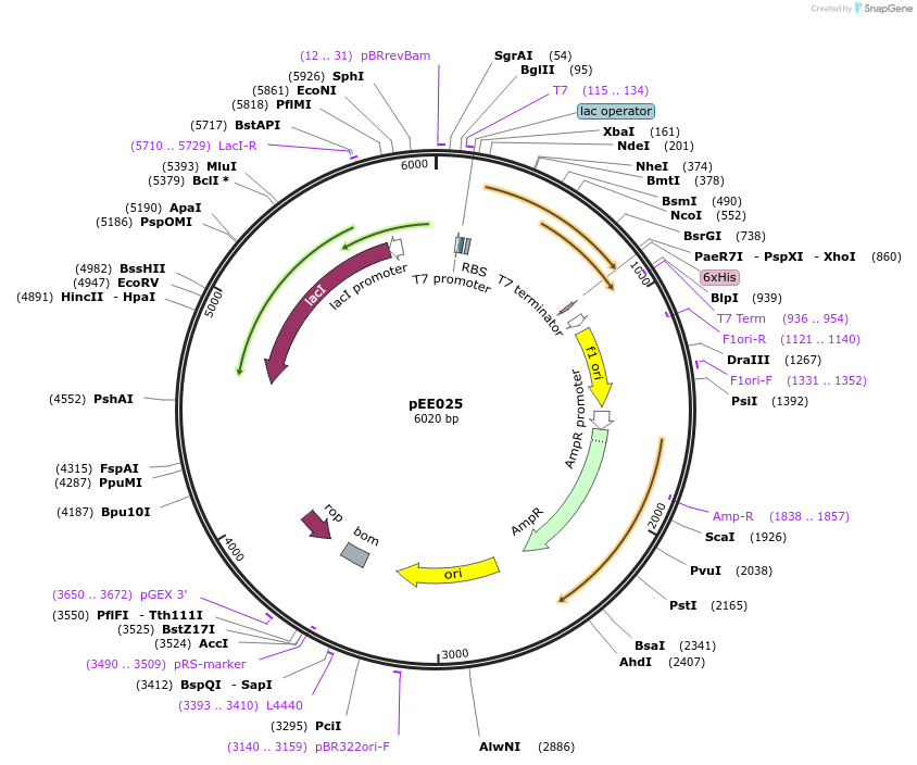 176782-plasmid-map-sequence-id-349200