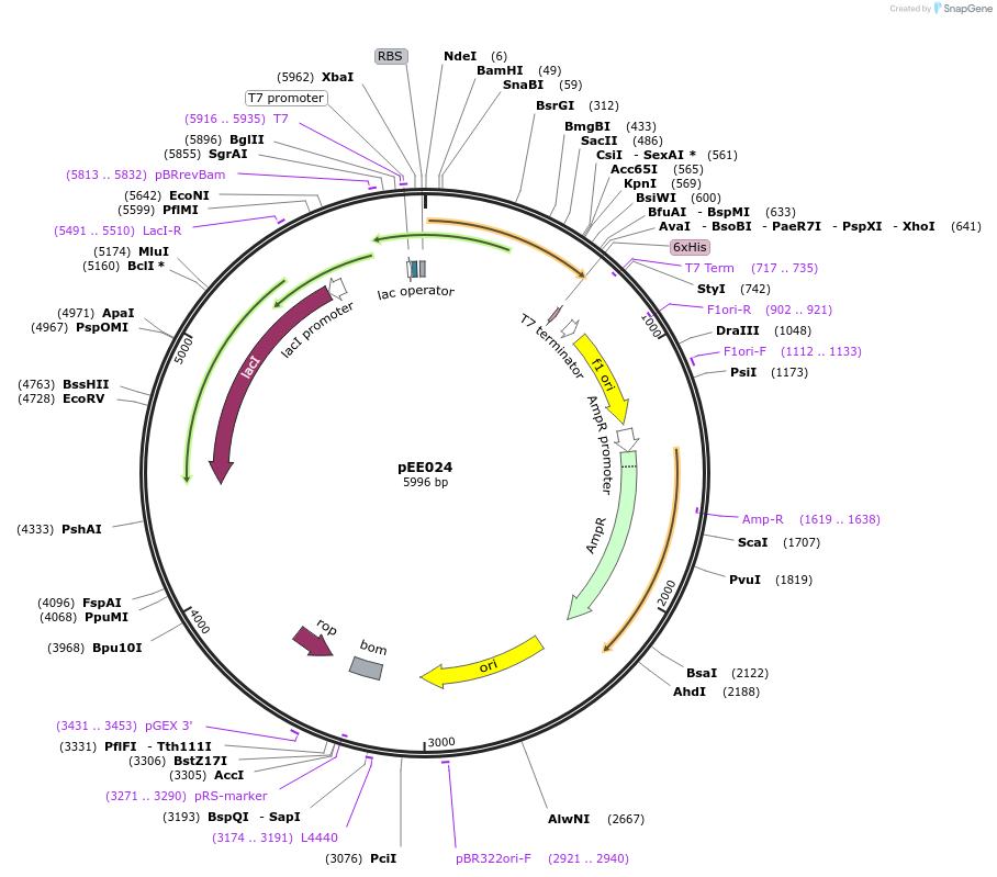 176781-plasmid-map-sequence-id-349225