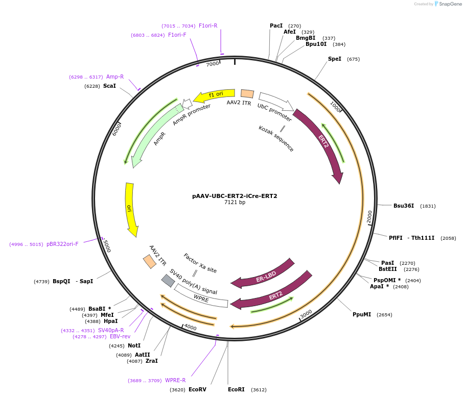 178060-plasmid-map-sequence-id-349228
