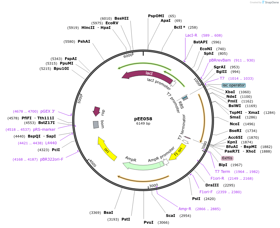 176815-plasmid-map-sequence-id-349239