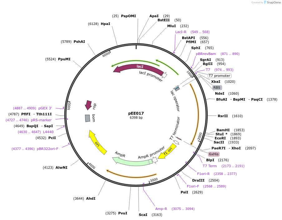 176774-plasmid-map-sequence-id-349242