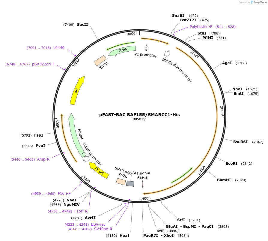 177863-plasmid-map-sequence-id-349281