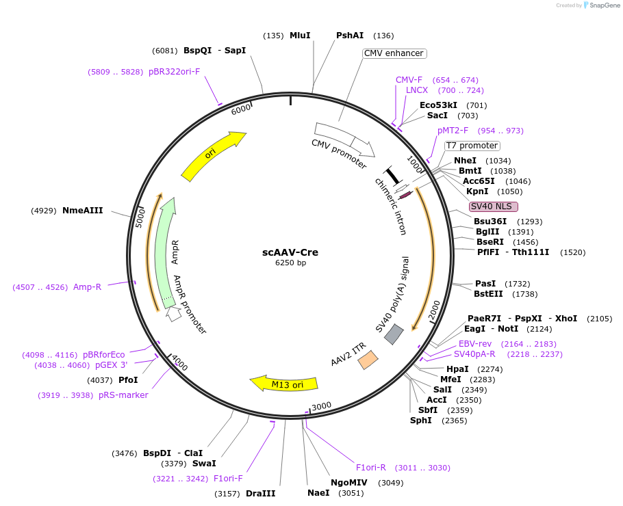 177933-plasmid-map-sequence-id-349298