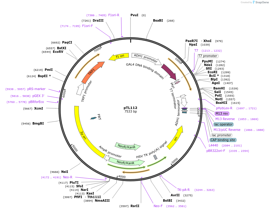 168346-plasmid-map-sequence-id-349300