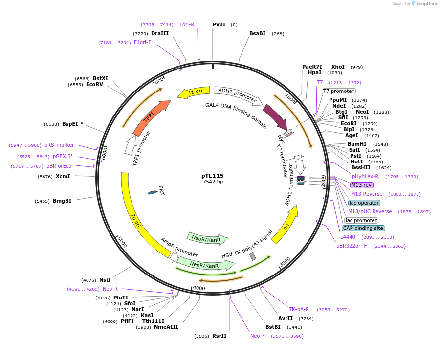 168349-plasmid-map-sequence-id-349303