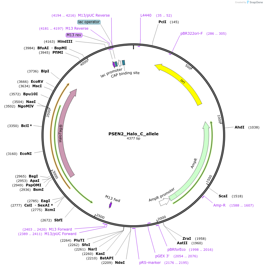 178133-plasmid-map-sequence-id-349326