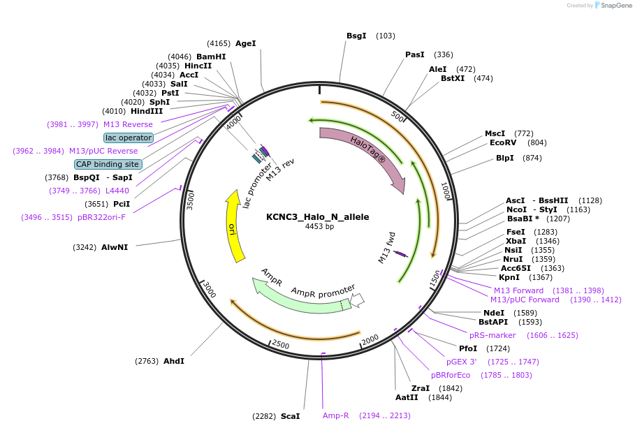 178129-plasmid-map-sequence-id-349333