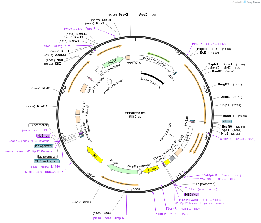 144661-plasmid-map-sequence-id-349339