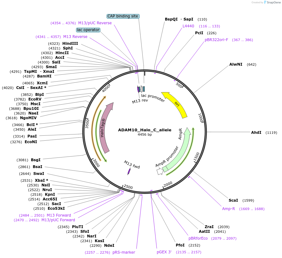 178151-plasmid-map-sequence-id-349340