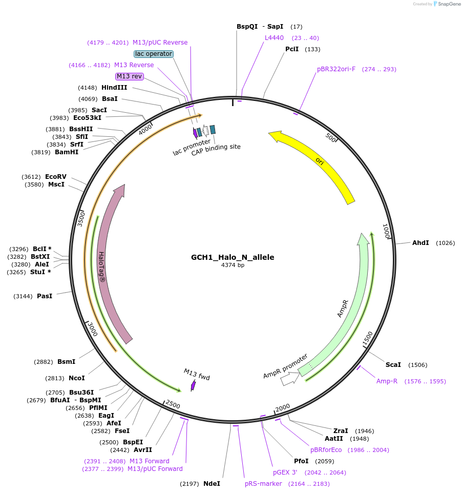 178159-plasmid-map-sequence-id-349341