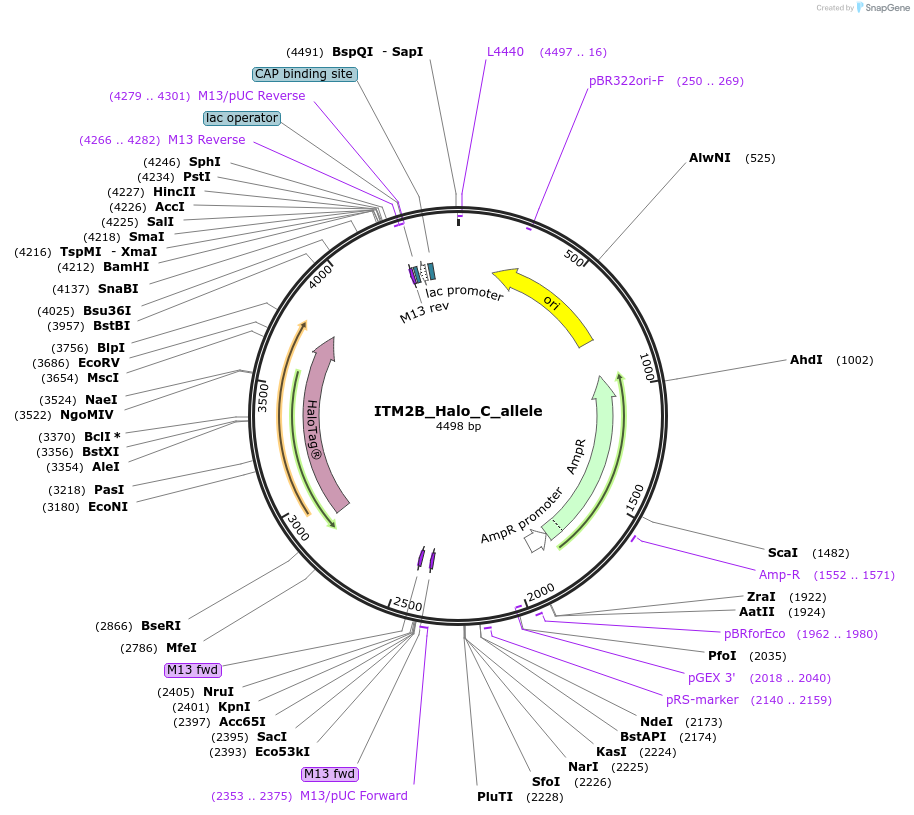178160-plasmid-map-sequence-id-349344