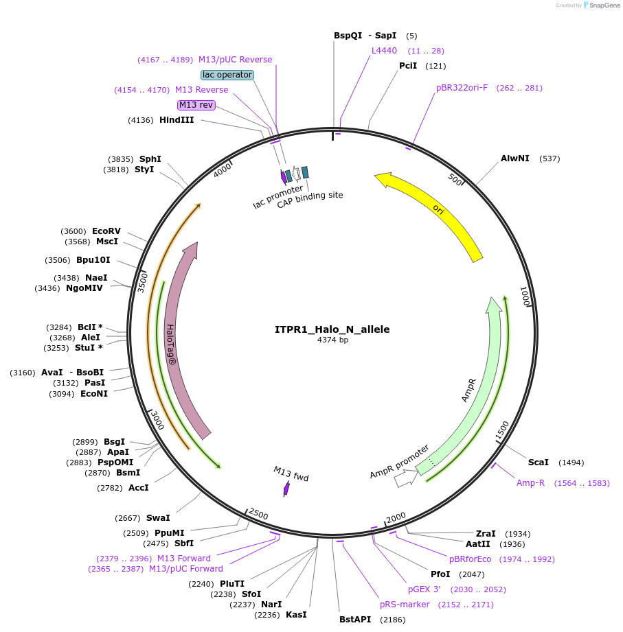 178161-plasmid-map-sequence-id-349346