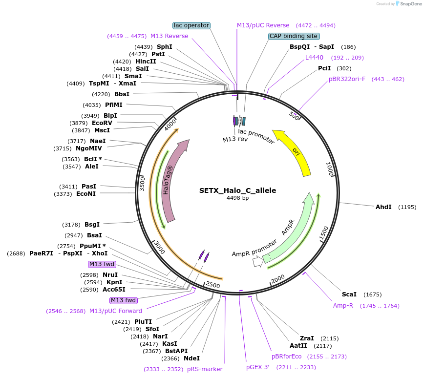 178169-plasmid-map-sequence-id-349348