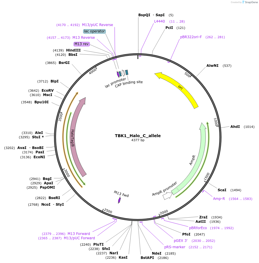 178172-plasmid-map-sequence-id-349349