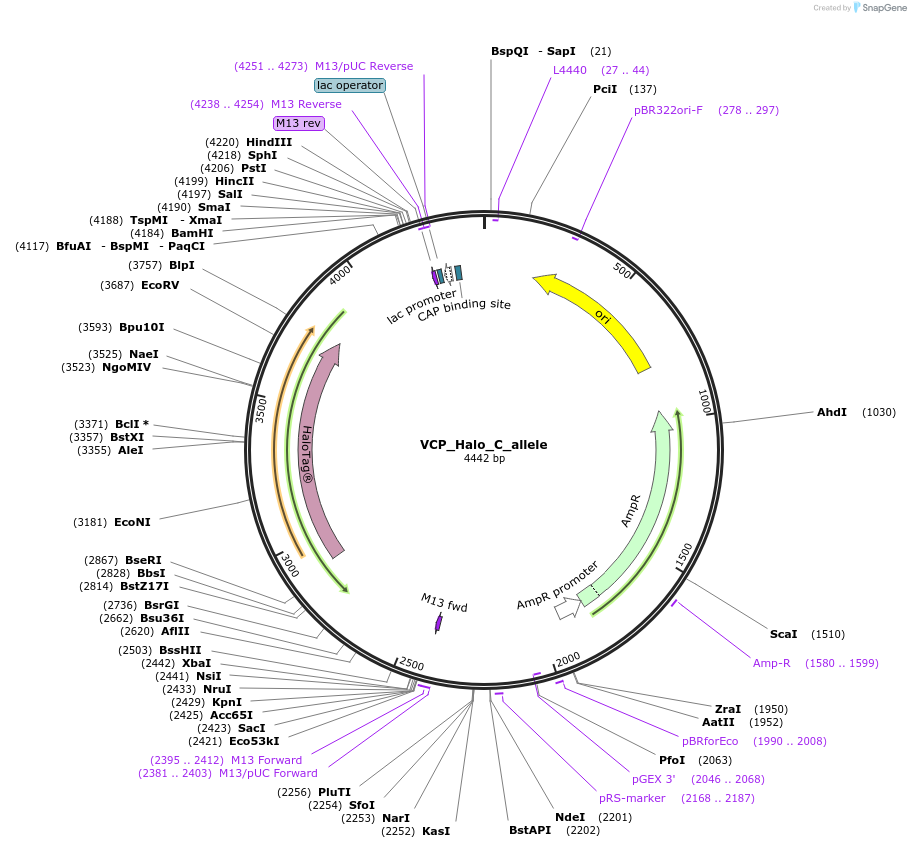 178132-plasmid-map-sequence-id-349353