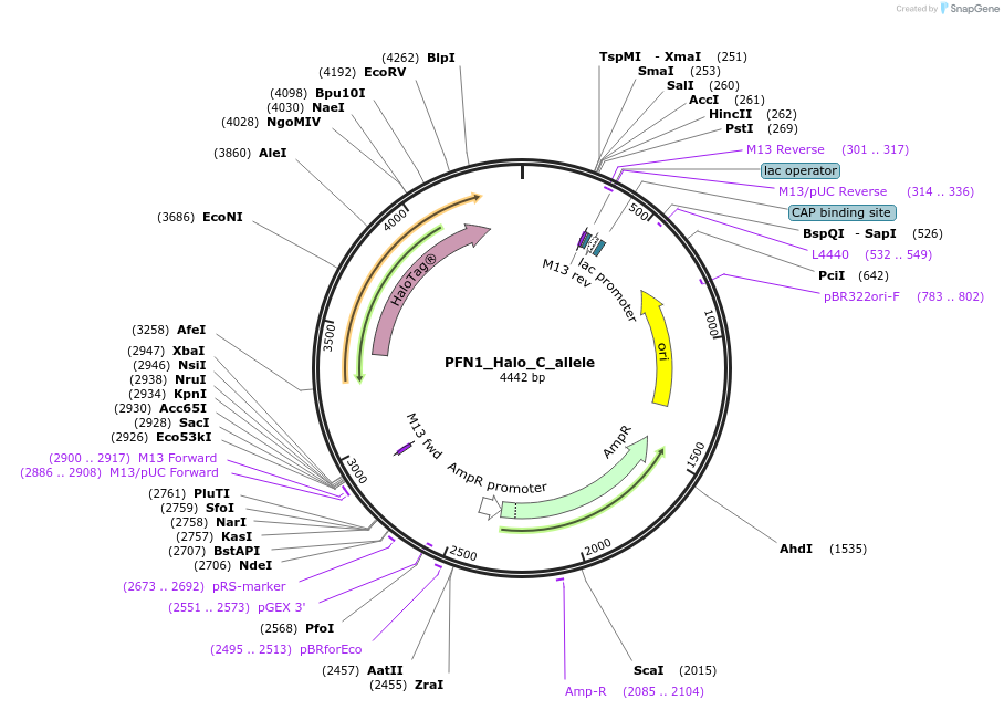 178117-plasmid-map-sequence-id-349360