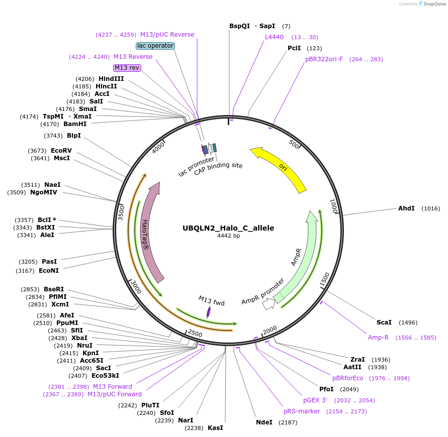 178119-plasmid-map-sequence-id-349372