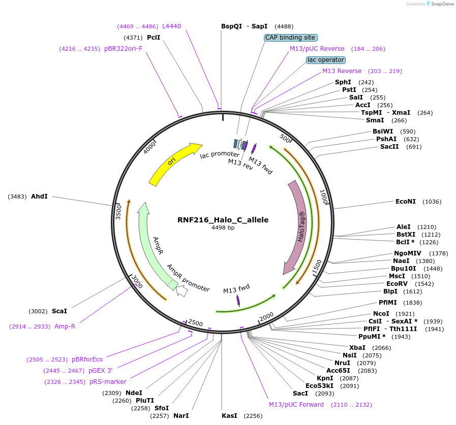 178167-plasmid-map-sequence-id-349376