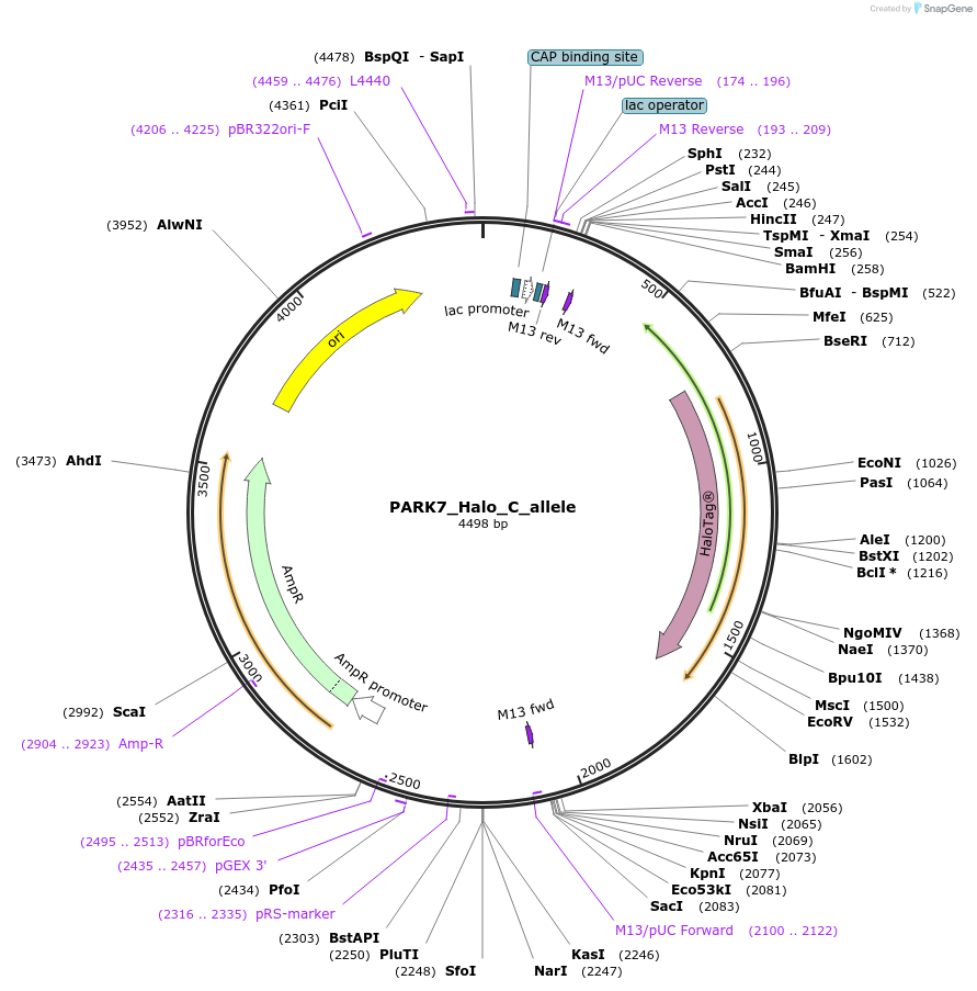 178165-plasmid-map-sequence-id-349377