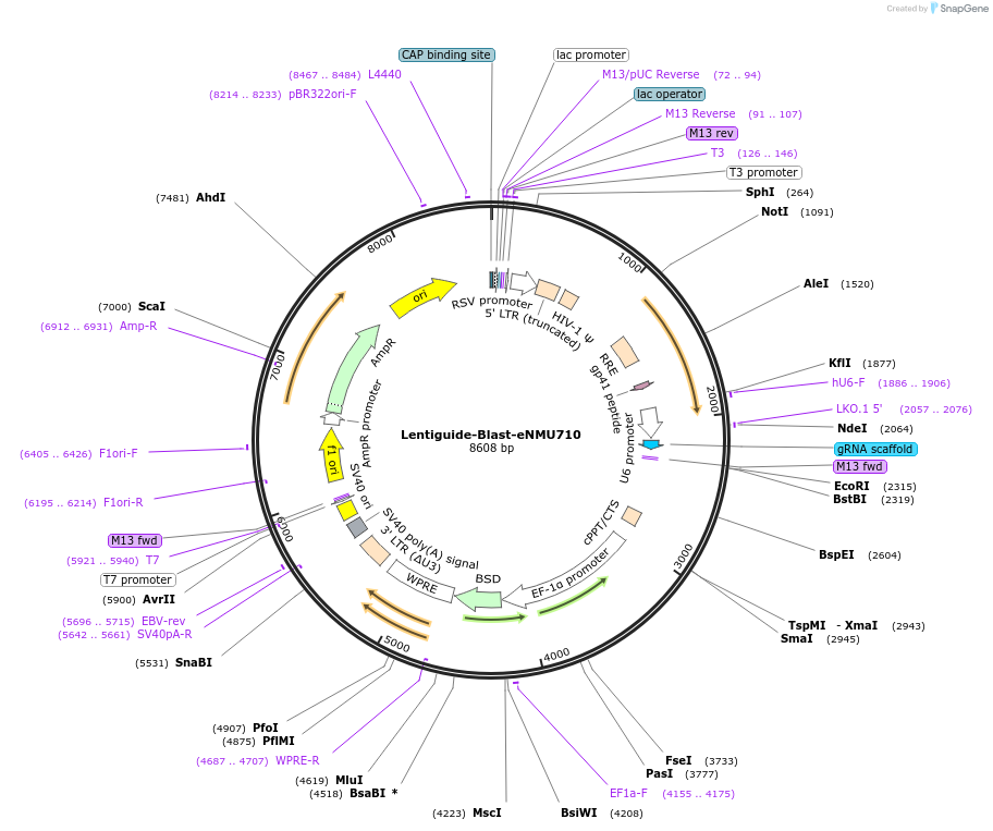 172658-plasmid-map-sequence-id-349384