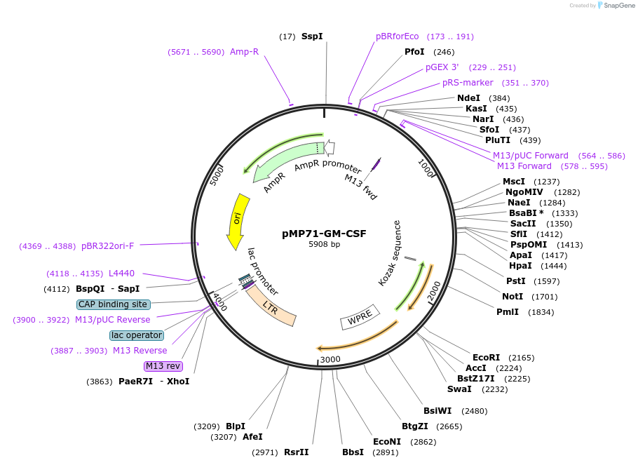 174596-plasmid-map-sequence-id-349385