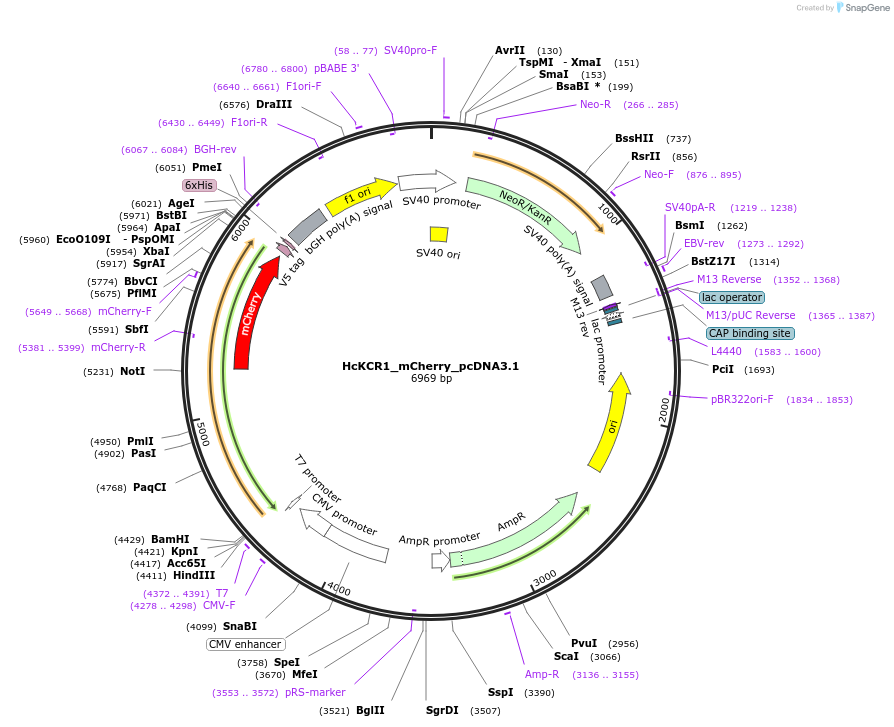 177336-plasmid-map-sequence-id-349388
