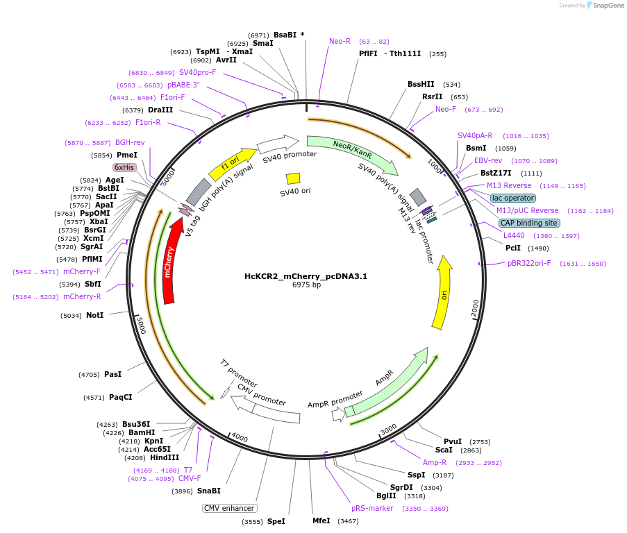 177337-plasmid-map-sequence-id-349389