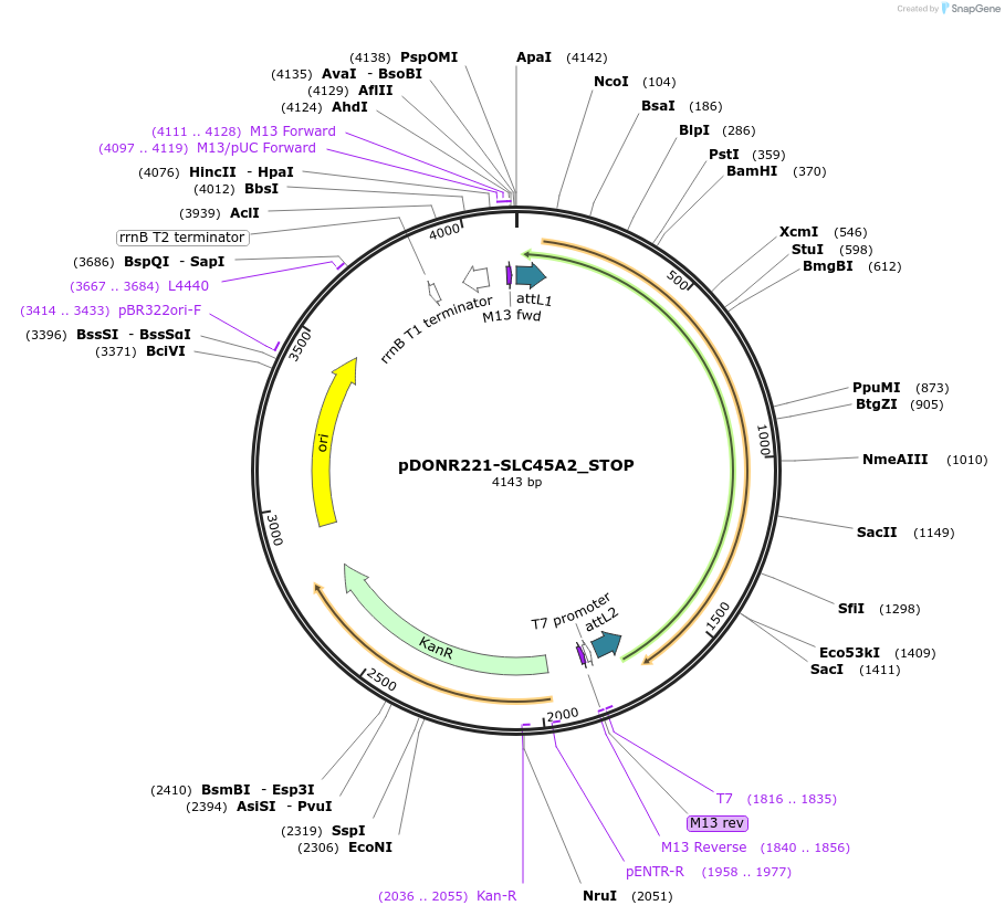 161420-plasmid-map-sequence-id-349391