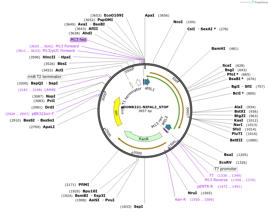 161445-plasmid-map-sequence-id-349393