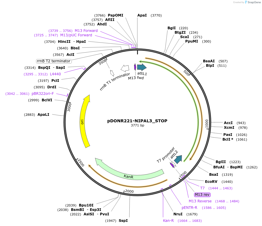 161457-plasmid-map-sequence-id-349394