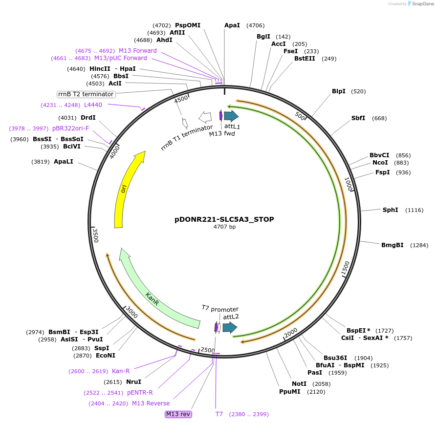 161324-plasmid-map-sequence-id-349395