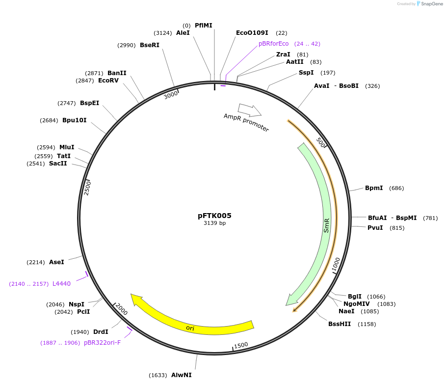 171277-plasmid-map-sequence-id-349399