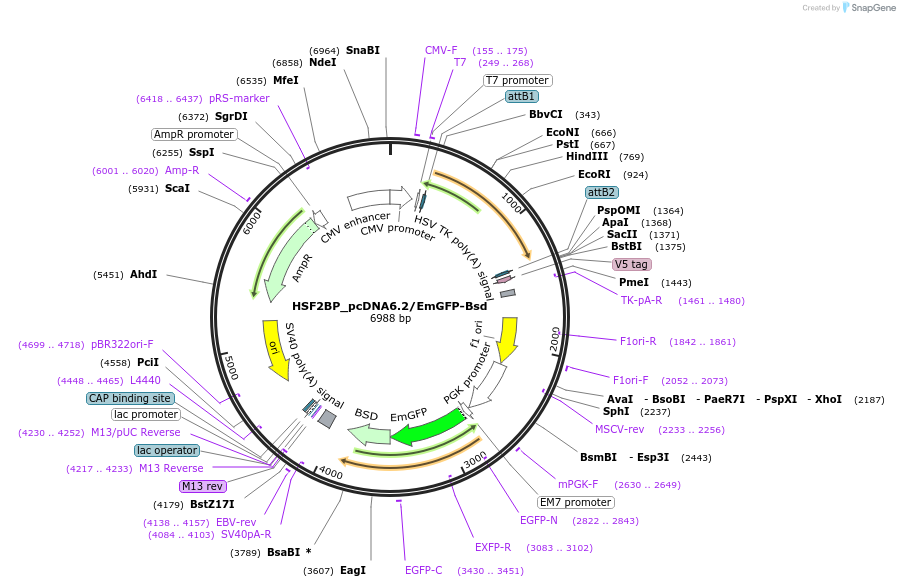 176947-plasmid-map-sequence-id-349410