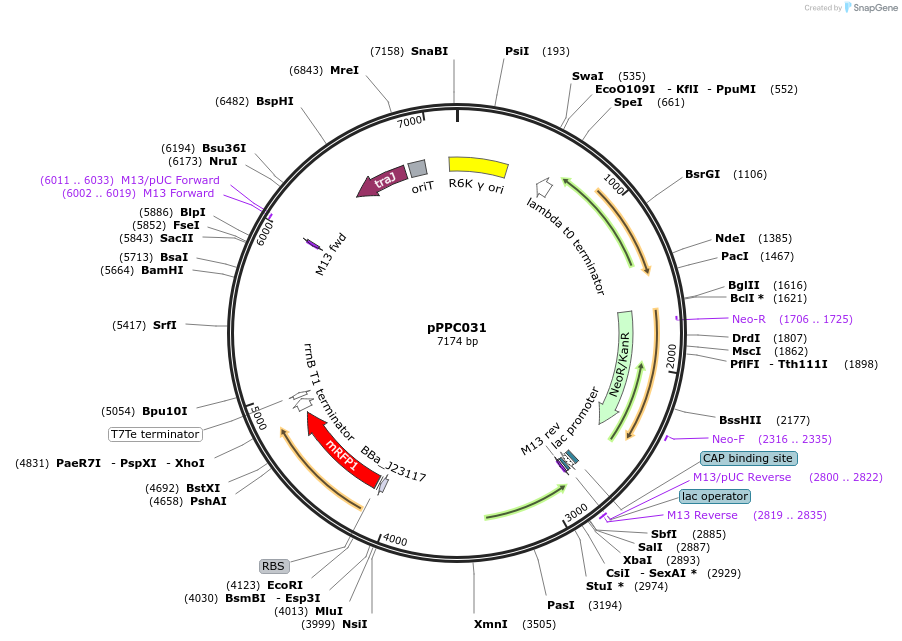 171152-plasmid-map-sequence-id-349412