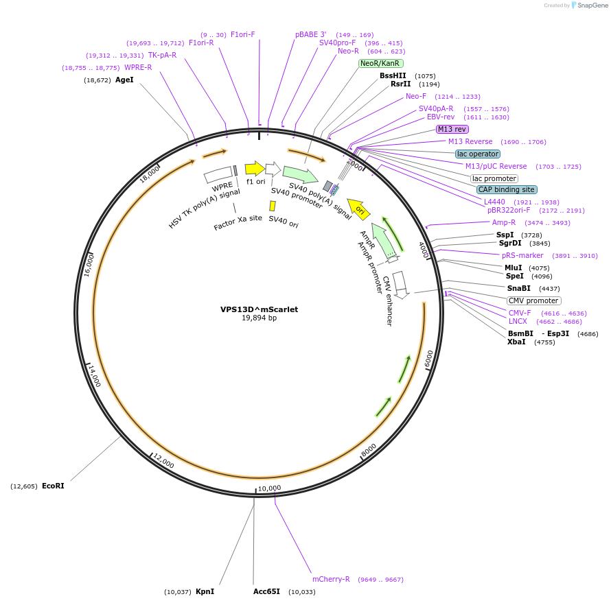 174110-plasmid-map-sequence-id-349413