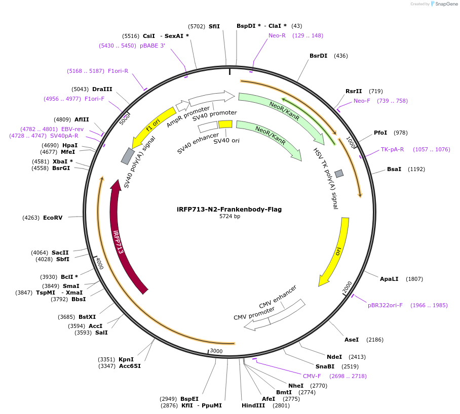 175291-plasmid-map-sequence-id-349415