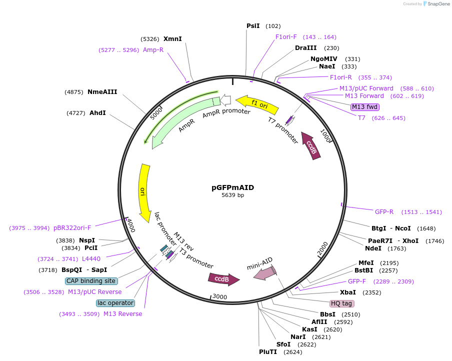 174213-plasmid-map-sequence-id-349416